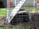 This small juvenile skunk was caught by Des Plaines, Ill., homeowner Richard Kaulback. He says there have always been raccoons and opossums in the Chicago area, but this year, skunks have become prolific. This small juvenile skunk was caught by Des Plaines, Ill., homeowner Richard Kaulback. He says there have always been raccoons and opossums in the Chicago area, but this year, skunks have become prolific.