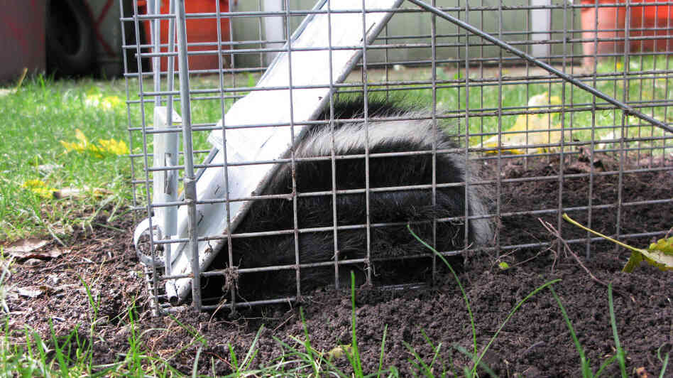 This small juvenile skunk was caught by Des Plaines, Ill., homeowner Richard Kaulback. He says there have always been raccoons and opossums in the Chicago area, but this year, skunks have become prolific. This small juvenile skunk was caught by Des Plaines, Ill., homeowner Richard Kaulback. He says there have always been raccoons and opossums in the Chicago area, but this year, skunks have become prolific.