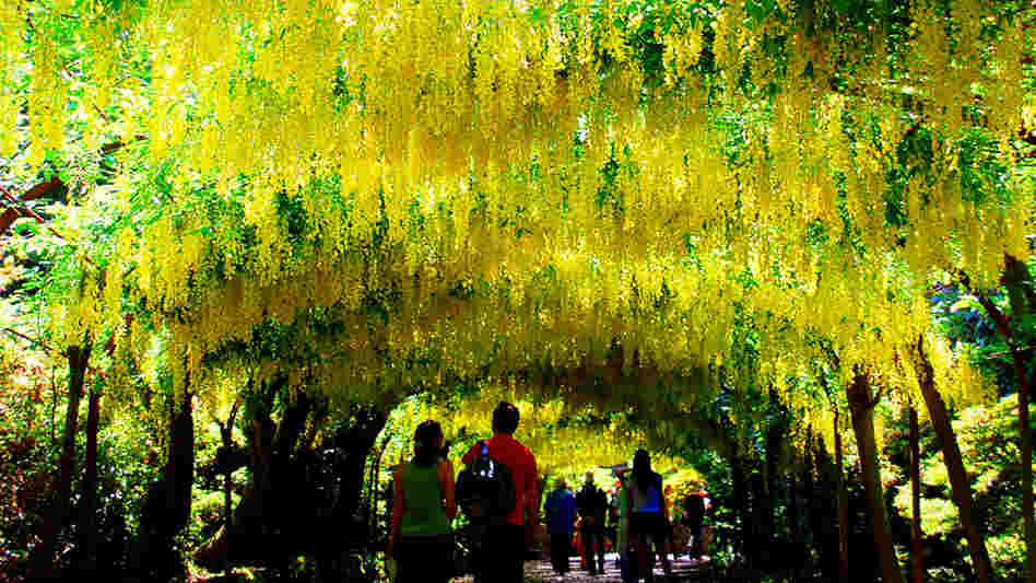 Seeds from Golden Rain acacias like these in Wales provide the active ingredient for a pill to help people stop smoking.