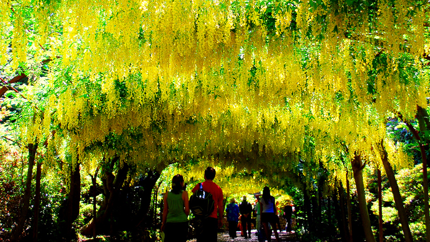 Seeds from Golden Rain acacias like these in Wales provide the active ingredient for a pill to help people stop smoking.