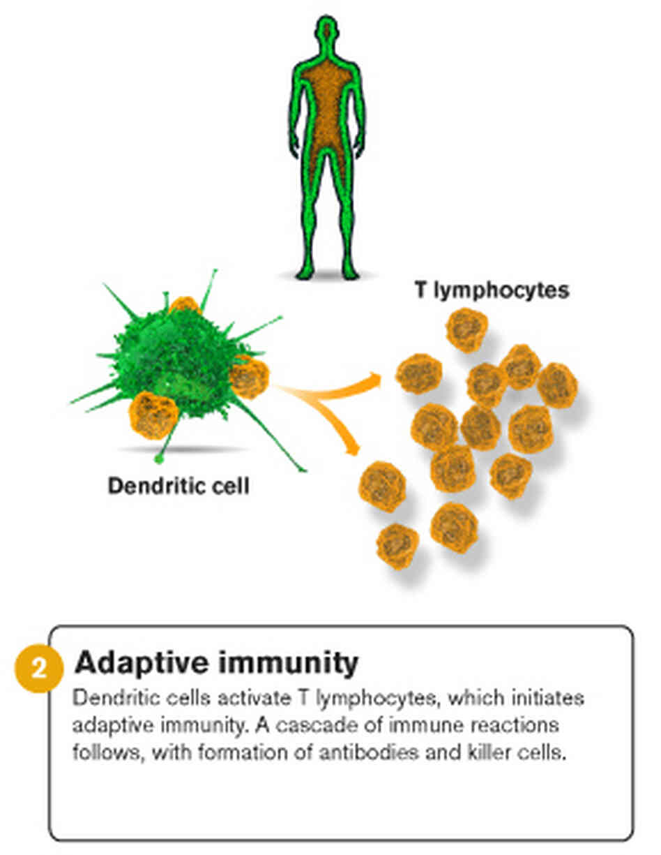 An illustration of adaptive immunity. An illustration of adaptive immunity.