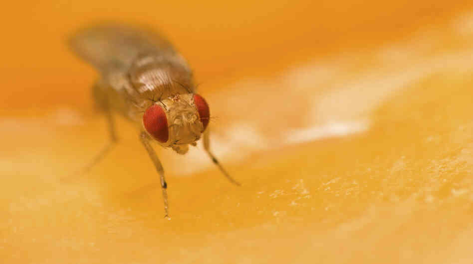 Scent Of Rotten Fruit Signals Sex, At Least For Fruit Flies The Salt