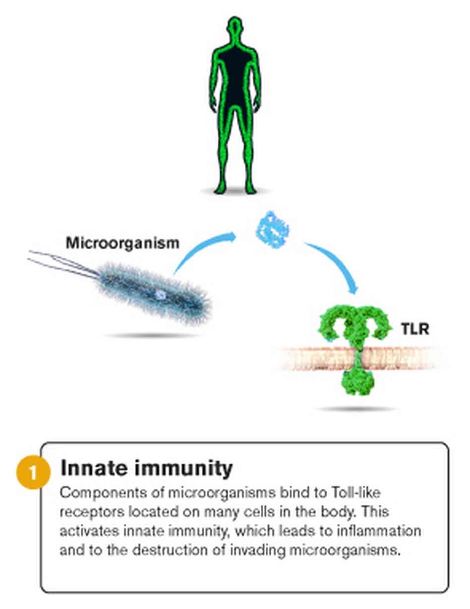 An illustration of innate immunity. An illustration of innate immunity.
