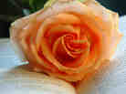 A rose lying on a book. A rose lying on a book.