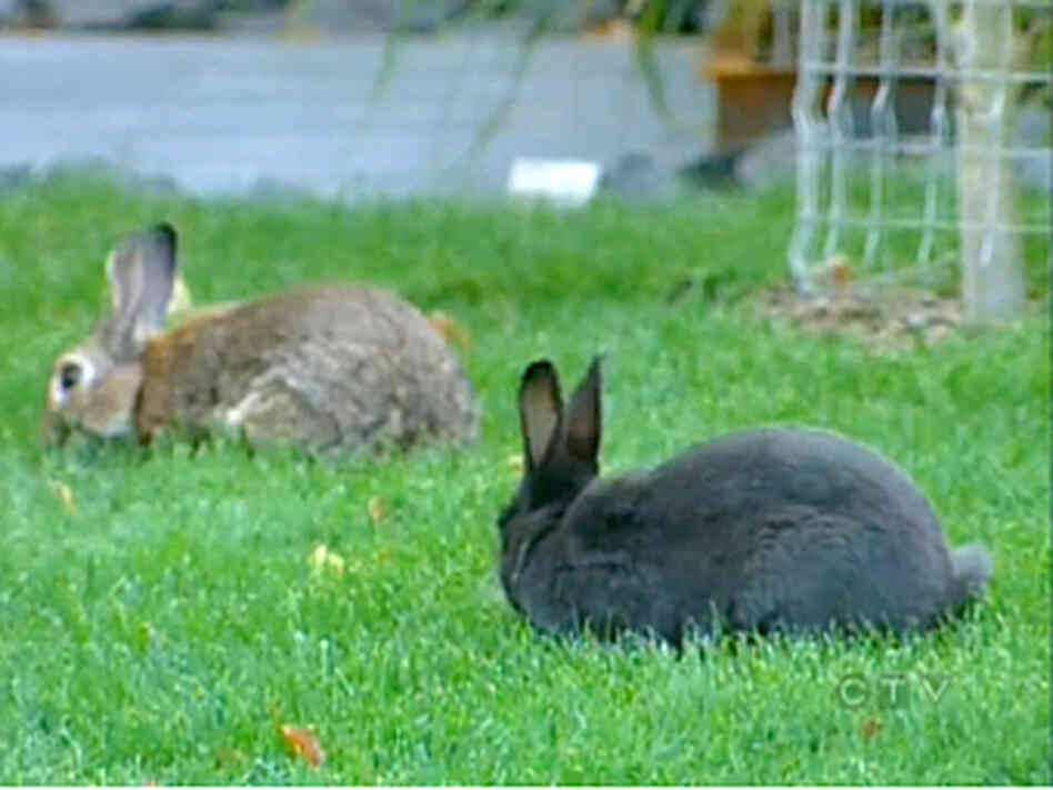 Wild rabbits are seen on a lawn in Canmore, Canada. The town is weighing options to cut down the population. Wild rabbits are seen on a lawn in Canmore, Canada. The town is weighing options to cut down the population.