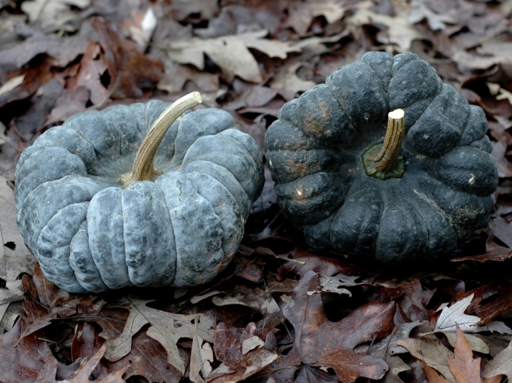 The Yokohama squash was first introduced to North America around 1860 by James Hogg of Yorkville, N.Y., after his brother, Thomas, sent him the seeds from Japan. 