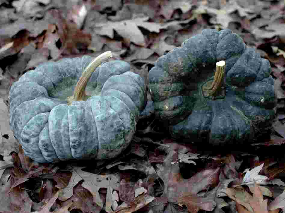 The Yokohama squash was first introduced to North America around 1860 by James Hogg of Yorkville, N.Y., after his brother, Thomas, sent him the seeds from Japan. 