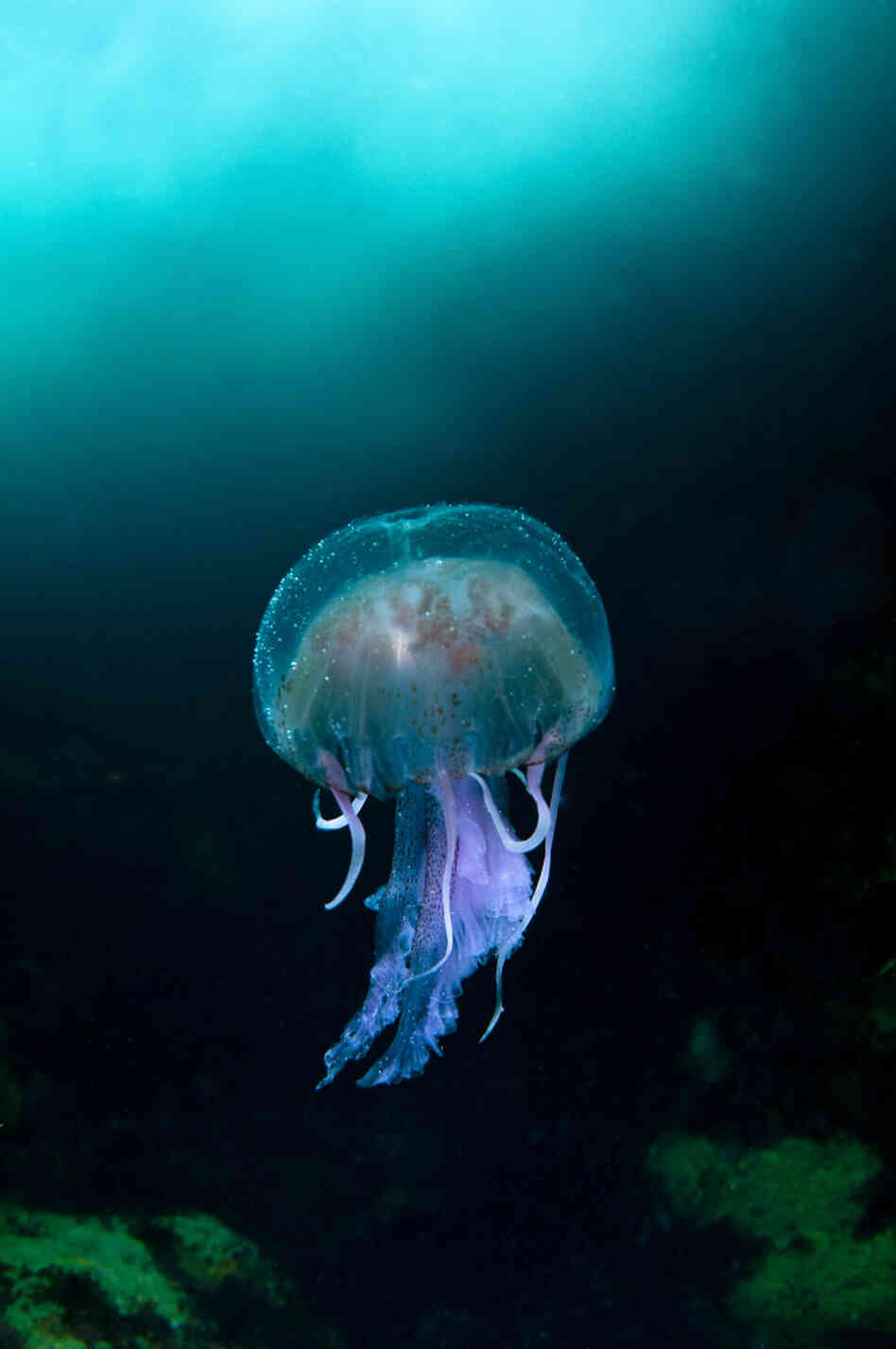 "Jellyfish in the Blue Sea of Sula Sgeira" by Richard Shucksmith 