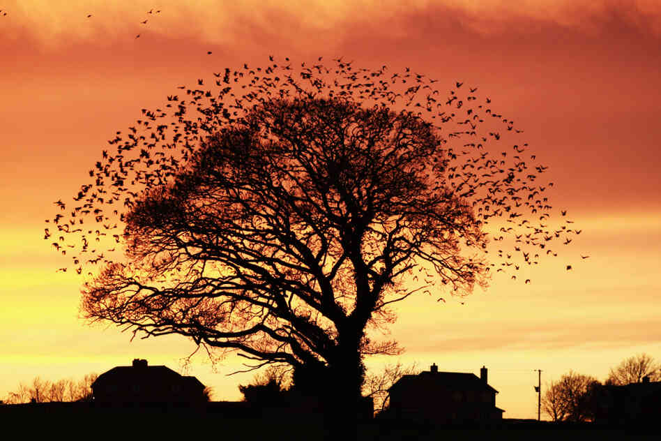 David Biggs, "Champagne Starling (European Starling,Sturnes Vulgaris)"