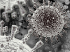 An image of the H5N1 avian flu virus. An image of the H5N1 avian flu virus.