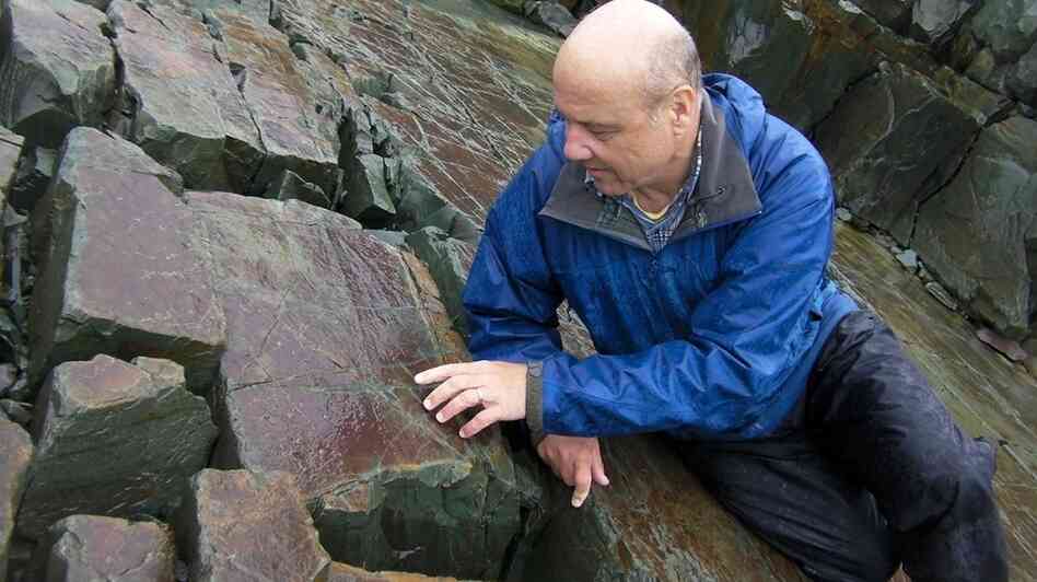 Guy Narbonne, a paleontologist at Queen's University in Ontario, inspects a fossil at the Mistaken Point Ecological Reserve in Newfoundland. It is filled with half-a-billion-year-old treasures like this one. Guy Narbonne, a paleontologist at Queen's University in Ontario, inspects a fossil at the Mistaken Point Ecological Reserve in Newfoundland. It is filled with half-a-billion-year-old treasures like this one.