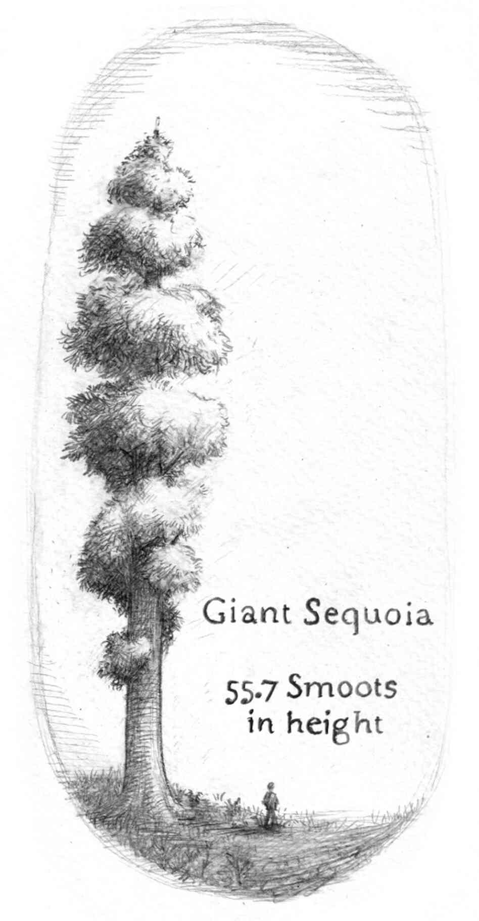 Giant Sequoias are 55.7 smoots heigh.