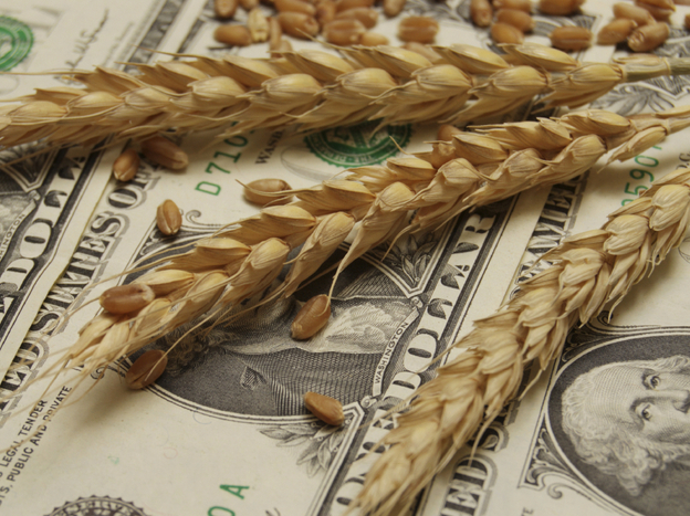 Wheat and dollar banknote in close up