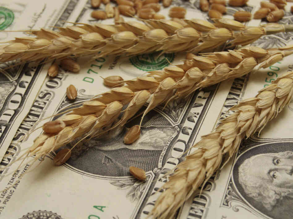 Wheat and dollar banknote in close up