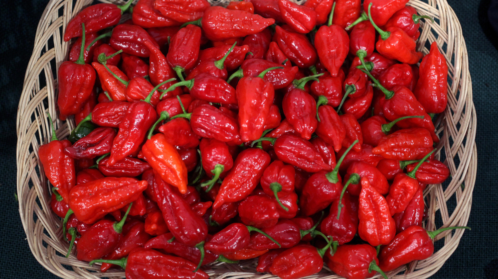 The curry contest that put several participants in the hospital in Scotland likely used a relative of these 'Dorset Naga' chillies, one of the hottest varieties of chilli in the world.