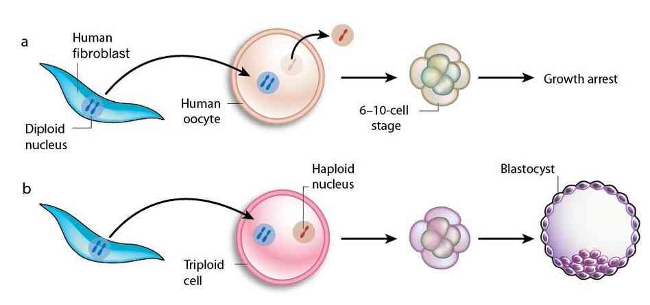 In a first attempt (top), researchers removed an egg's genetic material and replaced it with the genes from an adult skin cell. These embryos didn't grow. The researchers tried another method: They left the egg's original genetic material in, but then also added genetic material from an adult cell (bottom). These embryos started growing. In a first attempt (top), researchers removed an egg's genetic material and replaced it with the genes from an adult skin cell. These embryos didn't grow. The researchers tried another method: They left the egg's original genetic material in, but then also added genetic material from an adult cell (bottom). These embryos started growing.
