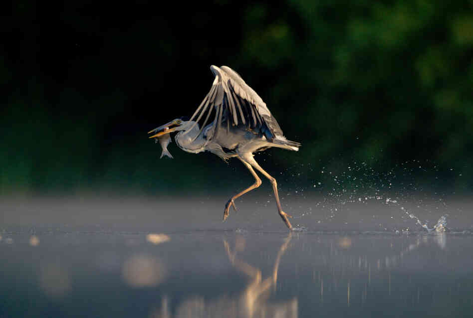 Gray Heron. 