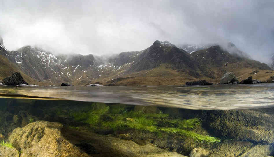 A split-level image of a lake in the mountains of Snowdonia, Wales, showing the habitat on both sides of the surface. 