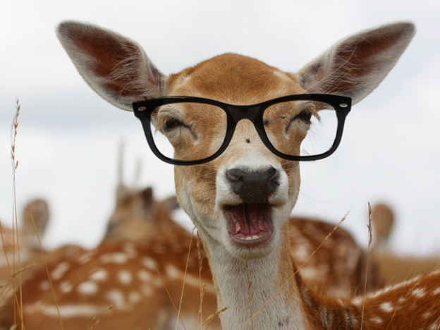 Deer can only see in 20/40 are also red/green colorblind.