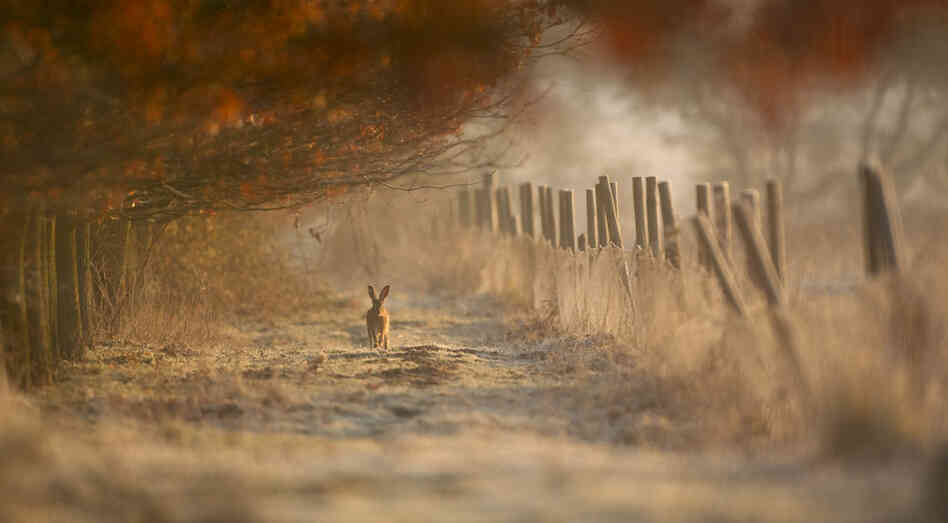 Brown Hare. 