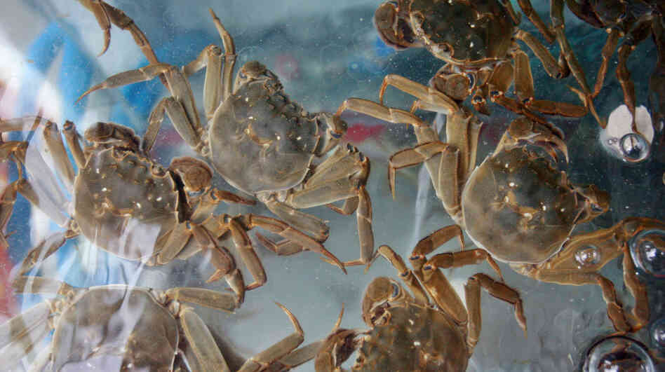 Hairy crabs are extremely popular in China. These were in a market in the eastern province of Jiangsu. Hairy crabs are extremely popular in China. These were in a market in the eastern province of Jiangsu.
