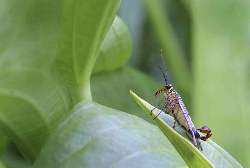 Scorpion Fly. 
