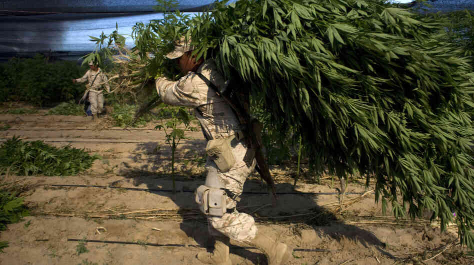 A Mexican soldier carries a marijuana plant that was found on a large plantation in Baja California state, near the border with the U.S., on July 15. The U.S. military has been stepping up its assistance to Mexico in the fight against drug cartels. A Mexican soldier carries a marijuana plant that was found on a large plantation in Baja California state, near the border with the U.S., on July 15. The U.S. military has been stepping up its assistance to Mexico in the fight against drug cartels.