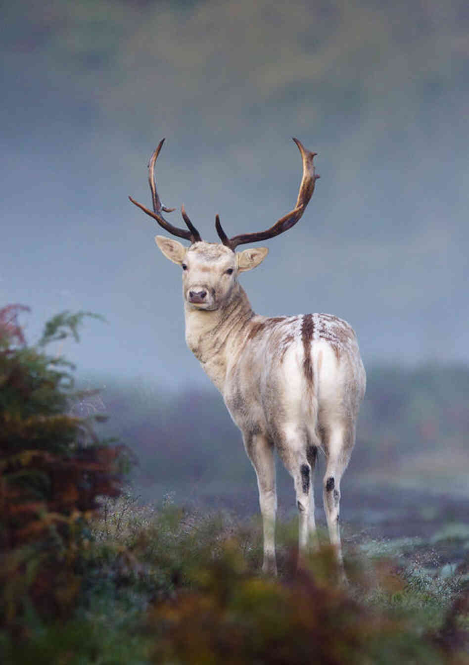 Fallow Deer. 
