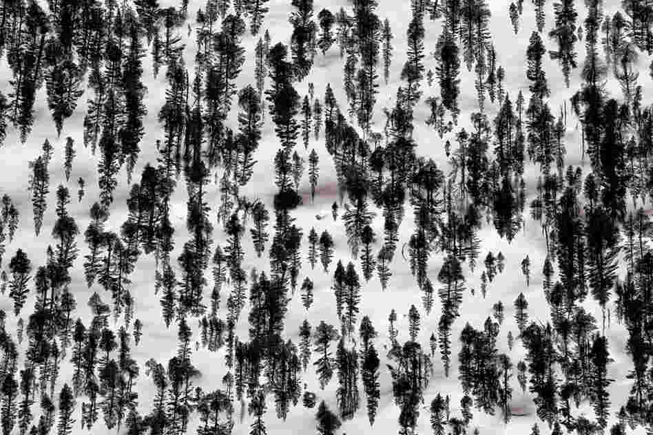Lodgepole pines cast long shadows at sunset.