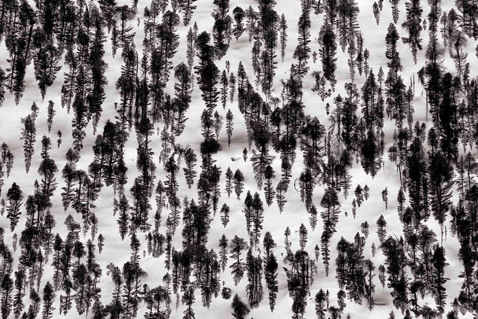 Lodgepole pines cast long shadows at sunset.