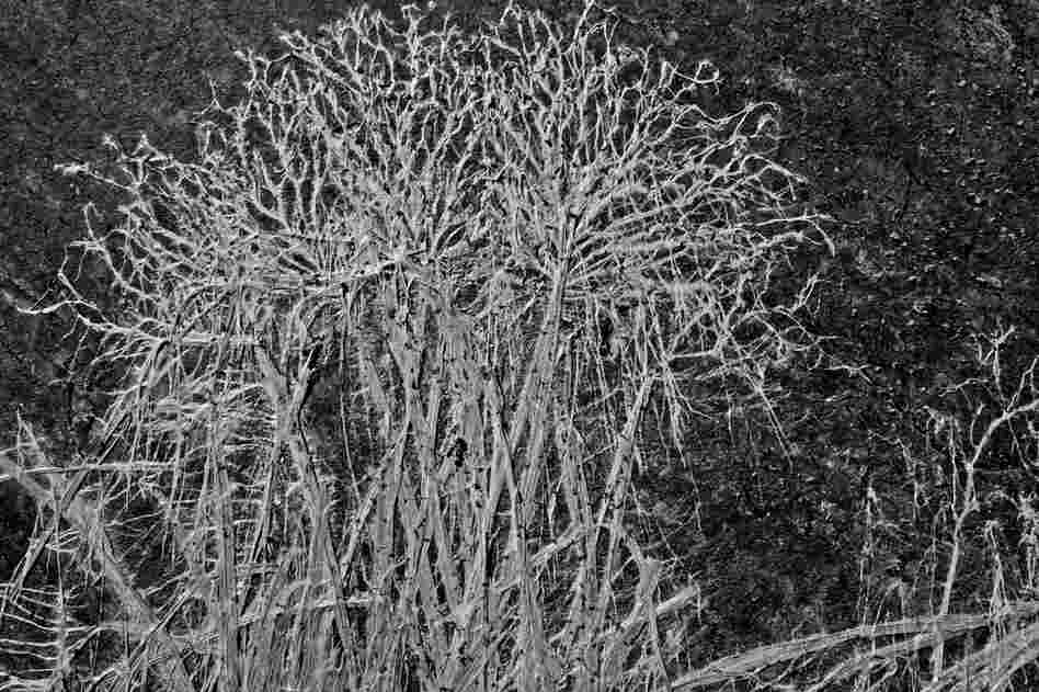 Fungus whitens a plant pressed flat by snow.