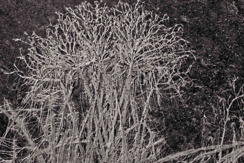 Fungus whitens a plant pressed flat by snow.