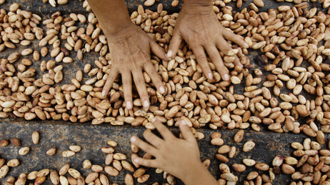 Farmers dry cacao beans in Uchiza, Peru, a file photo from 2008. Researchers are exploring the wild cacao bounty of Peru's Amazon Basin, part of an effort to jump-start the country's premium cacao industry. Farmers dry cacao beans in Uchiza, Peru, a file photo from 2008. Researchers are exploring the wild cacao bounty of Peru's Amazon Basin, part of an effort to jump-start the country's premium cacao industry.