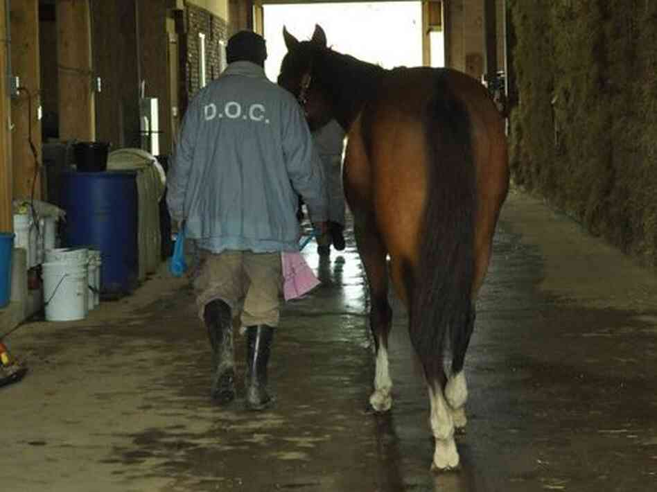 Inmates at Second Chances Farm in Maryland tend to thoroughbreds after their racing days are over. Inmates at Second Chances Farm in Maryland tend to thoroughbreds after their racing days are over.