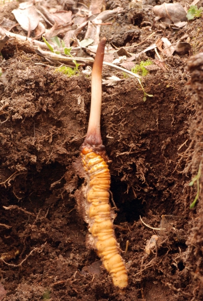 Caterpillar fungus in the ground, partially exposed. 