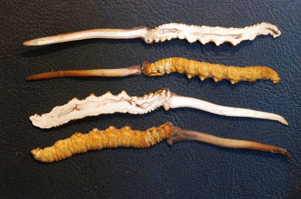 Yartsa gunbu (Cordyceps Sinensis) sliced in half. 