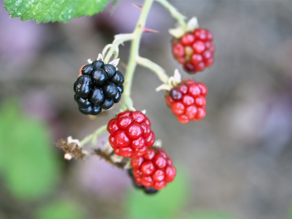 A ripe blackberry hangs among reddish, unripe ones on a vine