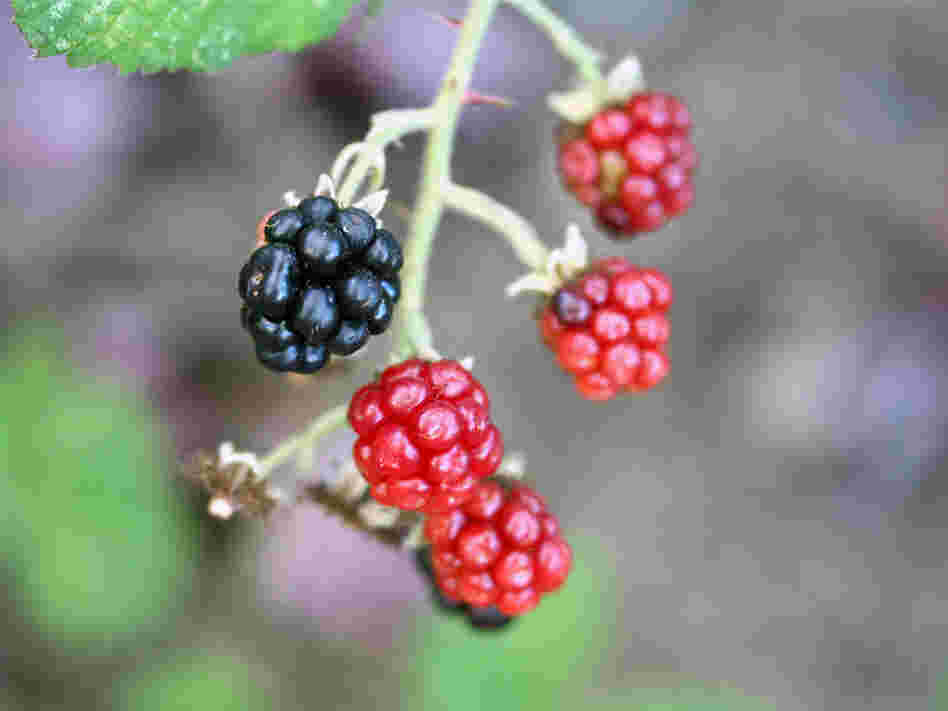 A ripe blackberry hangs among reddish, unripe ones on a vine
