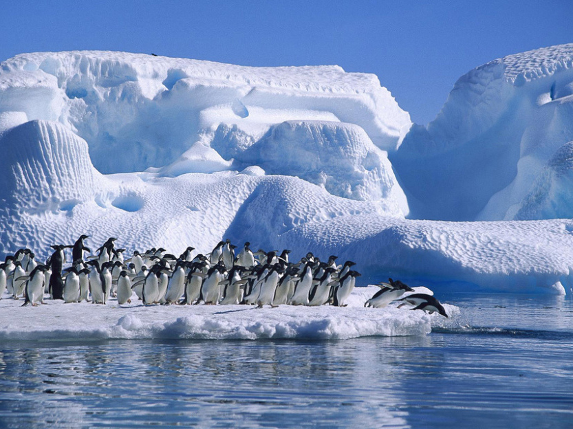 ADELIE PENGUIN (Pygoscelis adeliae), GROUP DIVING FROM ICEFLOE IN HOPE BAY, ANTARCTIC PENINSULA, ANTARTICA