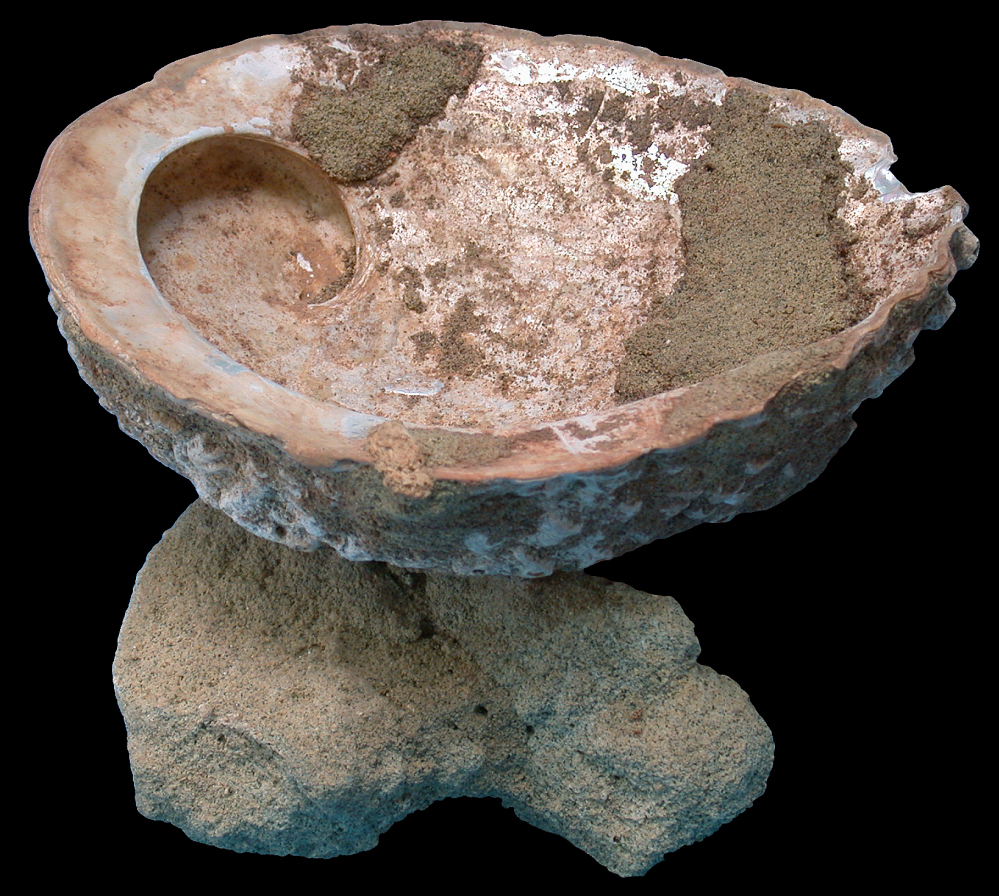 This abalone shell was found with ocher and a grinding stone. The iron oxide was used as a pigment to paint bodies and walls, as well as to thicken glue.