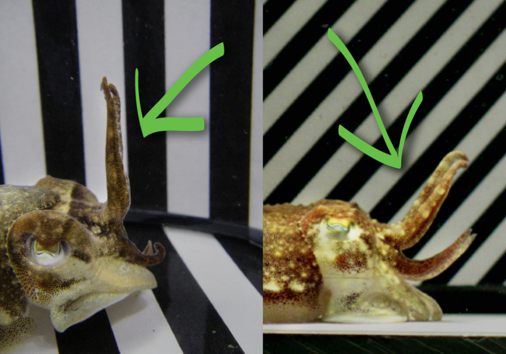 These cuttlefish use their tentacles to blend in with a man-made pattern. 