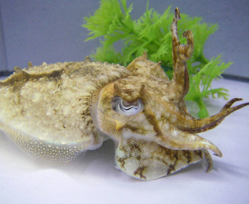 A cuttlefish