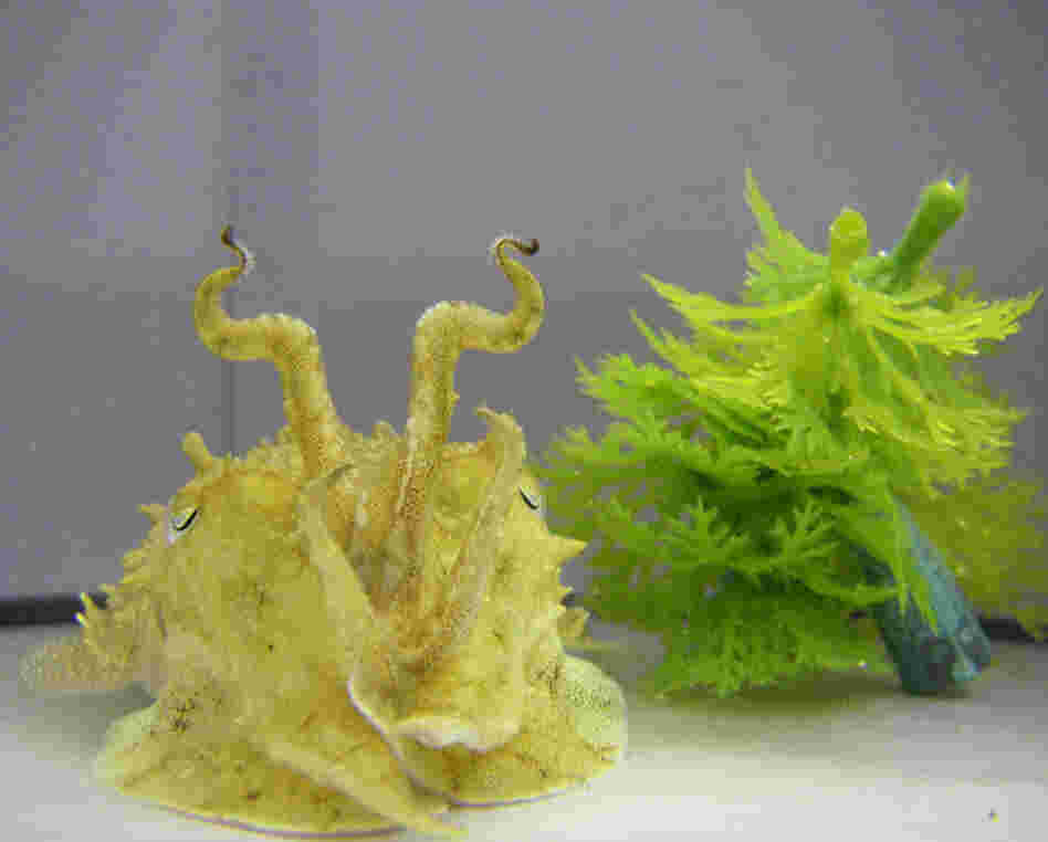 A cuttlefish camouflaged as seaweed.