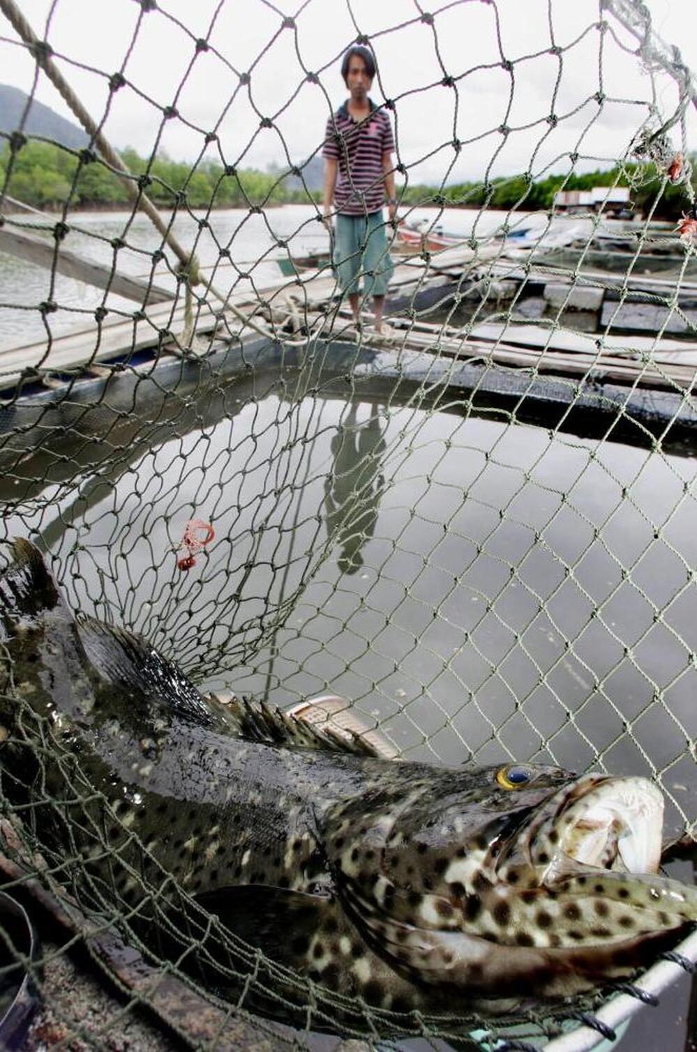 Feeding farmed fish contributes to ocean waste, so scientists are seeking alternative food sources