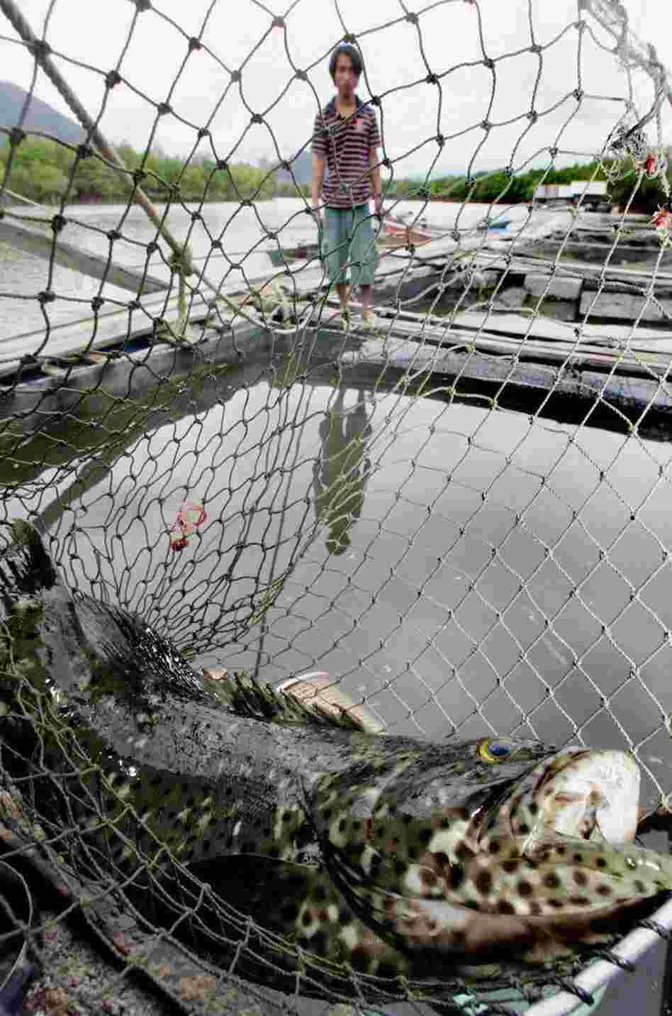 Feeding farmed fish contributes to ocean waste, so scientists are seeking alternative food sources