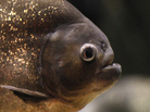 A red-bellied piranha. You don't want to hear one. A red-bellied piranha. You don't want to hear one.