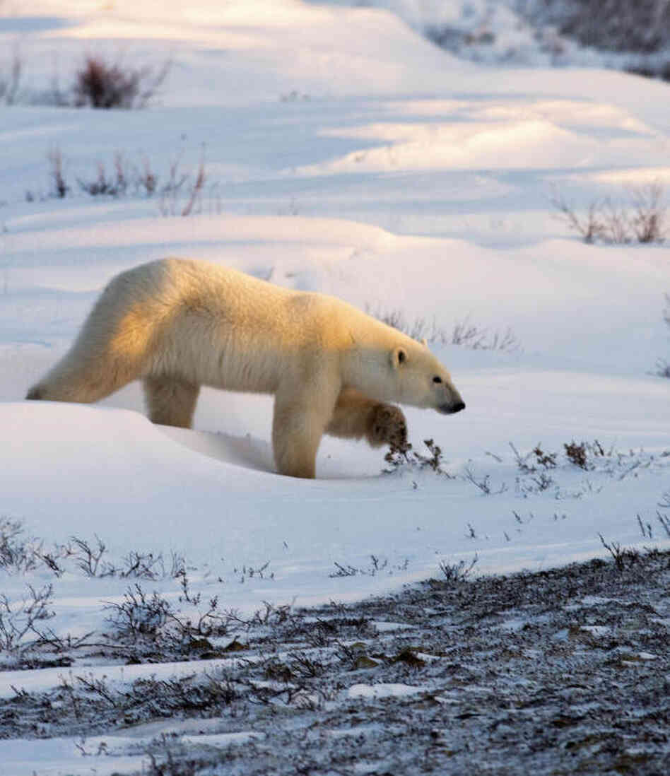 A researcher who wrote a famous report about dead polar bears is being re-interviewed by federal investigators, who are continuing to probe allegations of misconduct. Above, a polar bear walks on the frozen tundra on the edge of Hudson Bay.