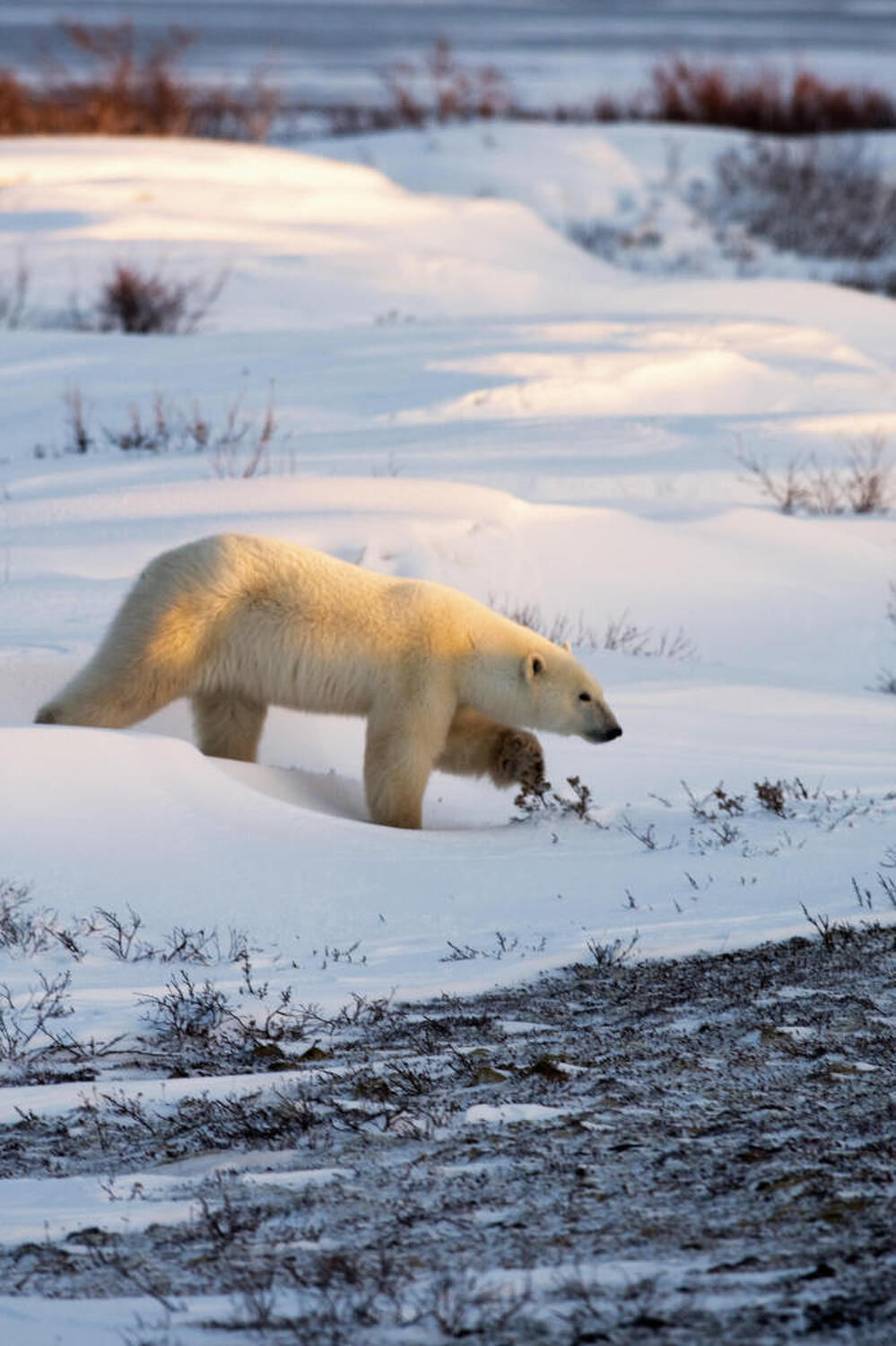 A researcher who wrote a famous report about dead polar bears is being re-interviewed by federal investigators, who are continuing to probe allegations of misconduct. Above, a polar bear walks on the frozen tundra on the edge of Hudson Bay.