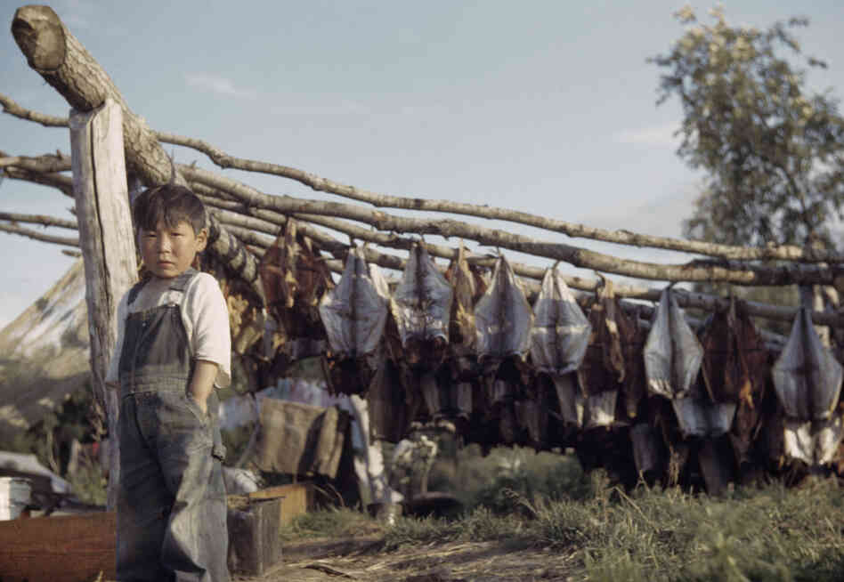 Fish drying on racks in the sunshine, Bethel fishing village, Alaska, 1941-43