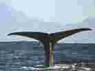 sperm whale tail